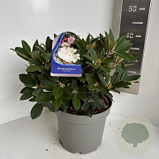 Rhododendron (Y) 'Dreamland' 30-40 cm 5,0L