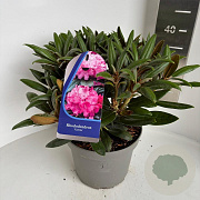 Rhododendron (Y) 'Kalinka' 30-40 cm 5,0L