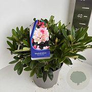 Rhododendron (Y) 'Percy Wiseman' 30-40 cm 5,0L