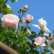 Rosa (K) 'New Dawn' 150-175 cm vierkant rond 5,5L
