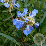 Salvia uliginosa 'Ballon Azul' GM P9