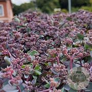 Sedum t. Seduction Rosé Soirée GM P9