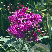 Vernonia baldwinii GM P9