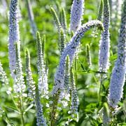 Veronicastrum virg. 'Lila Karina' GM P9