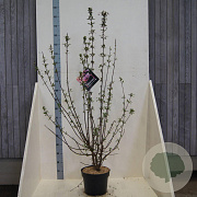 Viburnum bodn. 'Dawn' 60-80 cm 10L