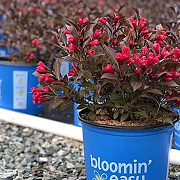 Weigela Electric Love 30-40 cm 3,0L