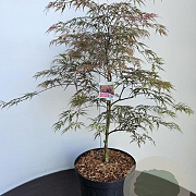Acer pal. 'Garnet' 60-80 cm 10L