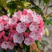Kalmia lat. 'Olympic Fire' 30-40 cm 4,0L
