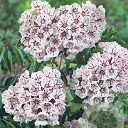 Kalmia lat. 'Peppermint' 30-40 cm 4,0L