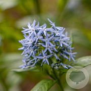 Amsonia tabernaemontana GM  P11