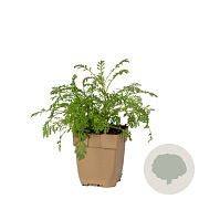 Anthemis tinctoria GM  P11