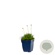 Armeria mar. 'Alba' GM  P11