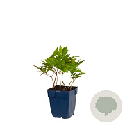 Astilbe (A) 'Fanal' GM  P11
