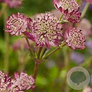 Astrantia maj. 'Star of Beauty' GM  P11