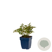 Astilbe (S) 'Sprite' GM  P11