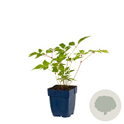 Astilbe (J) 'Europa' GM  P11
