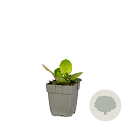 Bergenia 'Bressingham White' GM  P11