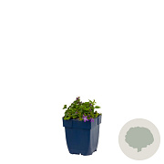Campanula poscharskyana GM  P11