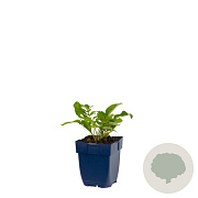 Centaurea dealbata GM  P11