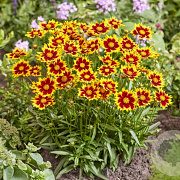 Coreopsis Solar Jewel GM  P11
