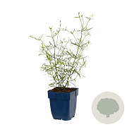 Coreopsis vert. 'Moonbeam' GM  P11