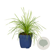 Deschampsia cespitosa GM  P11