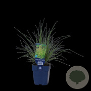 Deschampsia cesp. 'Palava' GM  P11