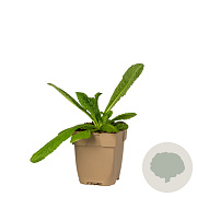 Dipsacus fullonum GM  P11