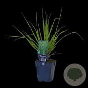 Festuca gigantea GM  P11