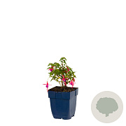 Fuchsia 'Tom Thumb' GM  P11
