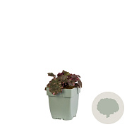 Heuchera 'Fire Chief' GM  P11