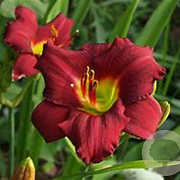 Hemerocallis 'Pardon Me' GM  P11