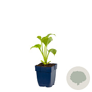 Hosta 'Royal Standard' GM  P11