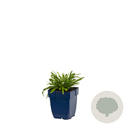 Leontopodium alpinum GM  P11