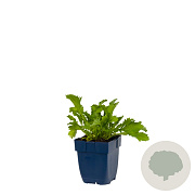 Leucanthemum vulgare 'Maikönigin' GM  P11