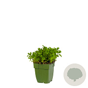 Mentha spicata 'Moroccan' GM  P11
