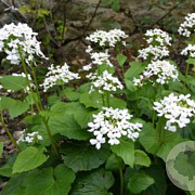 Pachyphragma macrophyllum GM  P11