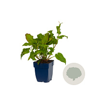 Persicaria amplexicaulis GM  P11