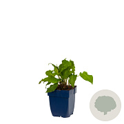 Persicaria a. 'Rosea' GM  P11
