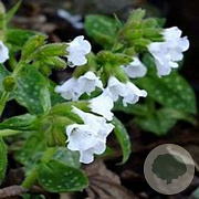 Pulmonaria off. 'Sissinghurst White GM  P11