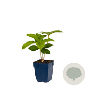 Rodgersia aesculifolia GM  P11