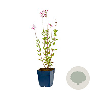Salvia 'Dyson's Joy' GM  P11