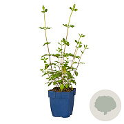 Salvia micr. 'Hot Lips' GM  P11