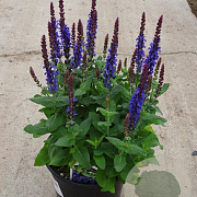 Salvia nem. 'Smash Sky Blue' GM  P11