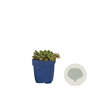 Sempervivum 'Red Chief' GM  P11