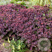 Sedum t. Seduction Cherry Chocolate GM  P11