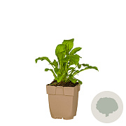 Silene dioica GM  P11