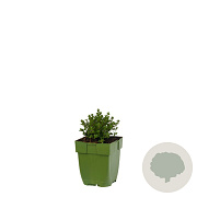 Thymus v. 'Compactus' GM  P11