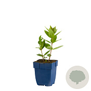 Veronicastrum virg. 'Erika' GM  P11