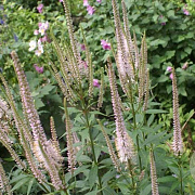 Veronicastrum virg. 'Roseum' GM  P11